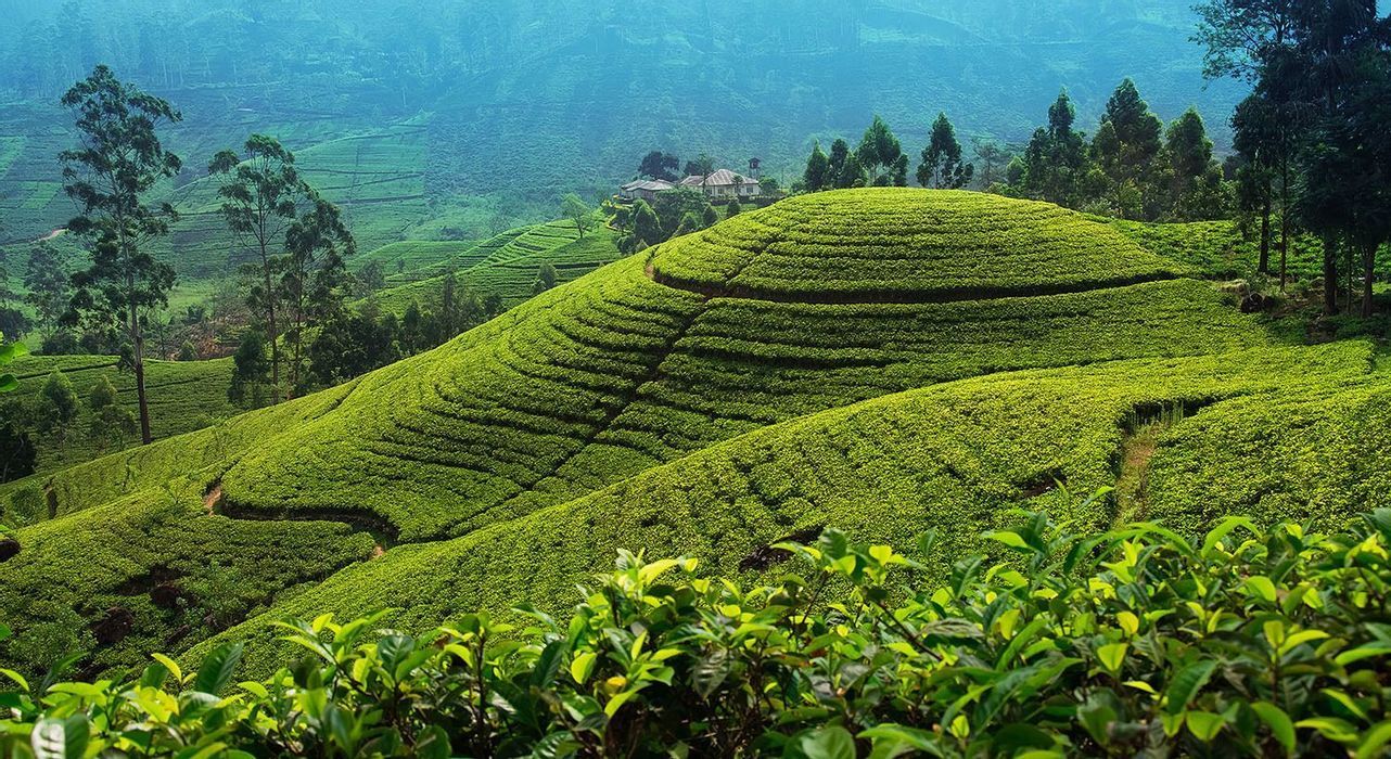 Grand Tour of Sri Lanka 9 Days